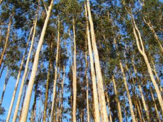 Chính chủ bán 60ha đất rừng sản xuất tại lục ngạn bắc giang  0969 451 ***