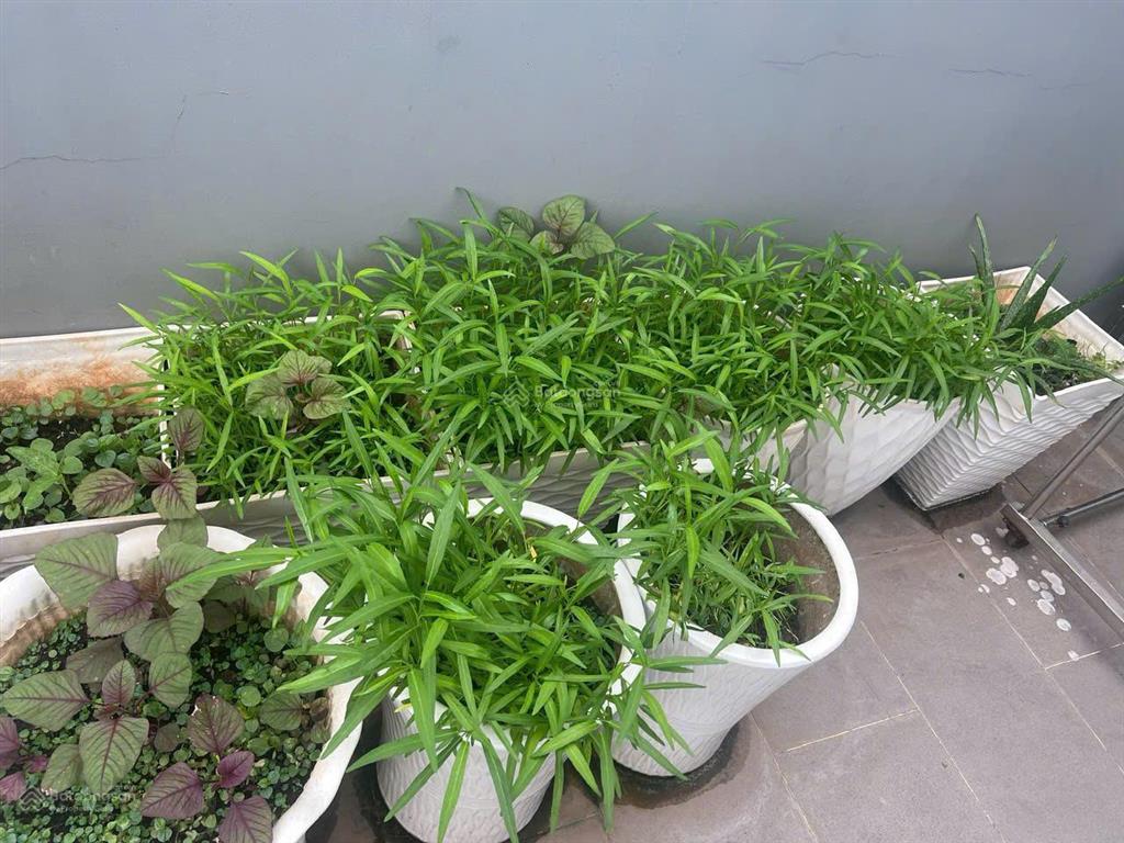 Nhà nhà gửi bán căn nhà phố liền kề 120m2 giá 13 tỷ, full nội thất.  0939 968 ***