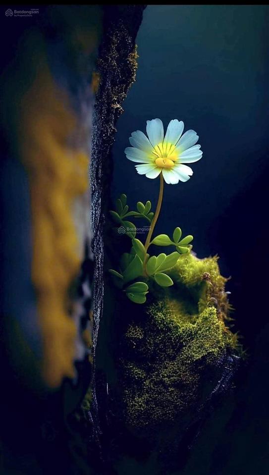 Bán nhà gần ngã 3 vạn thành mănglin, đà lạt