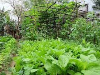 Bán đất khu bệnh viện phụ dực, an bài, quỳnh phụ, thái bình, 1,36 tỷ / 68 m2