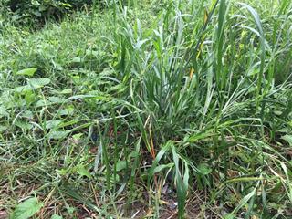 Bán lô đất siêu trong dự án ct đá bình dương. dt 10.6 x 20m. cn 212m2. hiện đất trống dự án