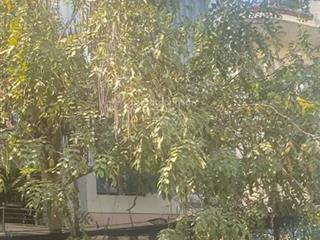 Cần bán gấp nhà có căn hộ dịch vụ 16 đường phạm thị tánh, phường 4, quận 8, hồ chí minh