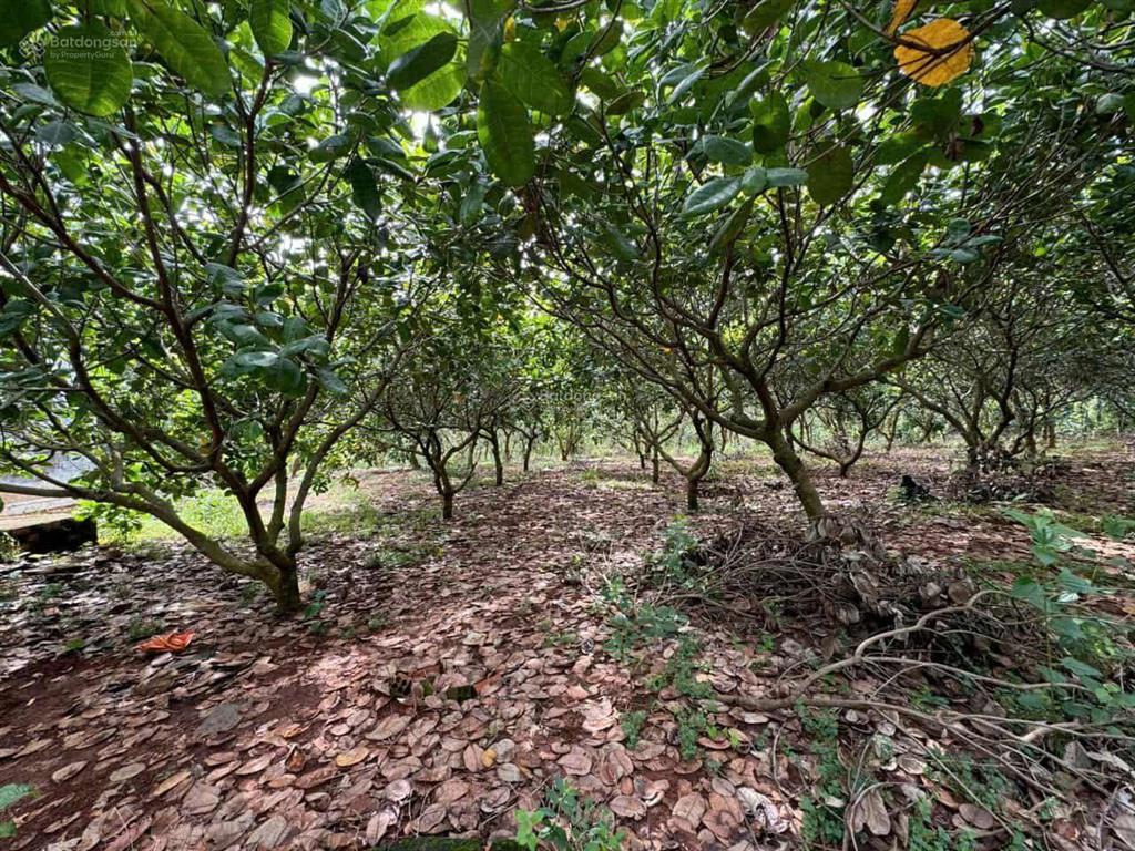 Bán đất nhà vườn 3500m2 (65*52m) sẵn 300m2 tc, shr 780tr, bình phước