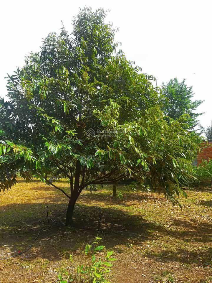 Bán đất nhà vườn 3500m2 (65*52m) sẵn 300m2 tc, shr 780tr, bình phước