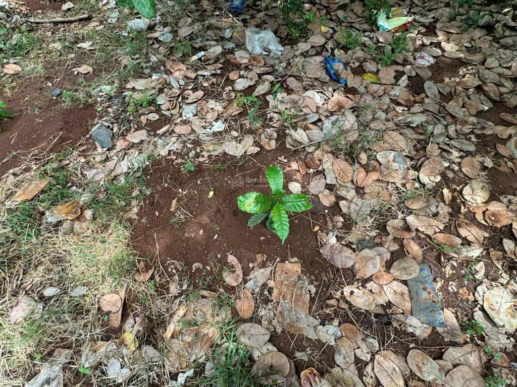 Bán đất nhà vườn 3500m2 (65*52m) sẵn 300m2 tc, shr 780tr, bình phước