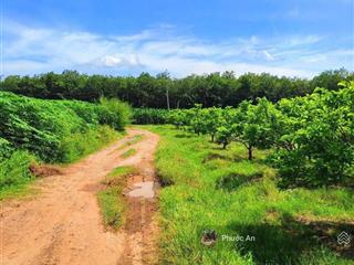 Tuyệt phẩm nghĩ dưỡng  đất 1011m2 view núi bà đen tại xã suối đá, dương minh châu, tây ninh