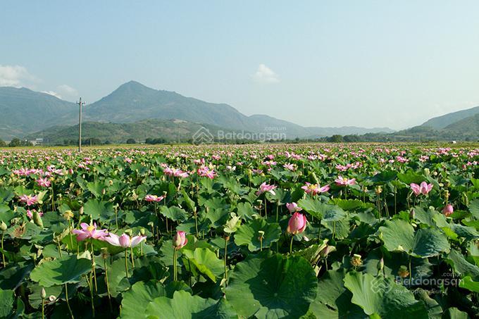 Bán đất tại diên phước, 690 triệu, 99.5m2, mặt tiền 6m, pháp lý đầy đủ