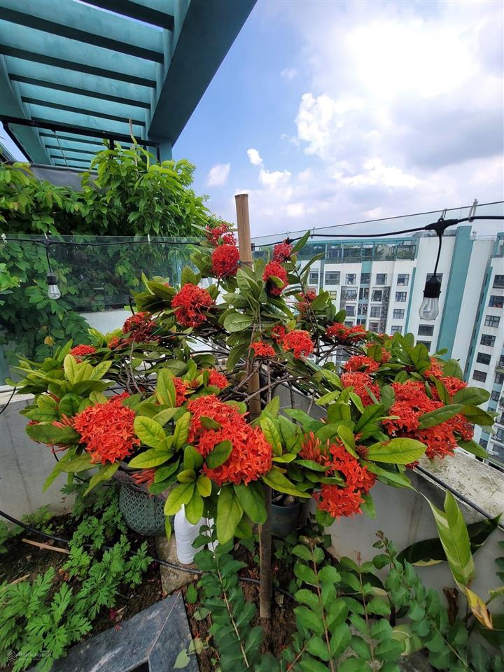 Bán căn penthouse aquabay ecopark hưng yên không gian sống xanh trên mây, sang trọng và hiếm có