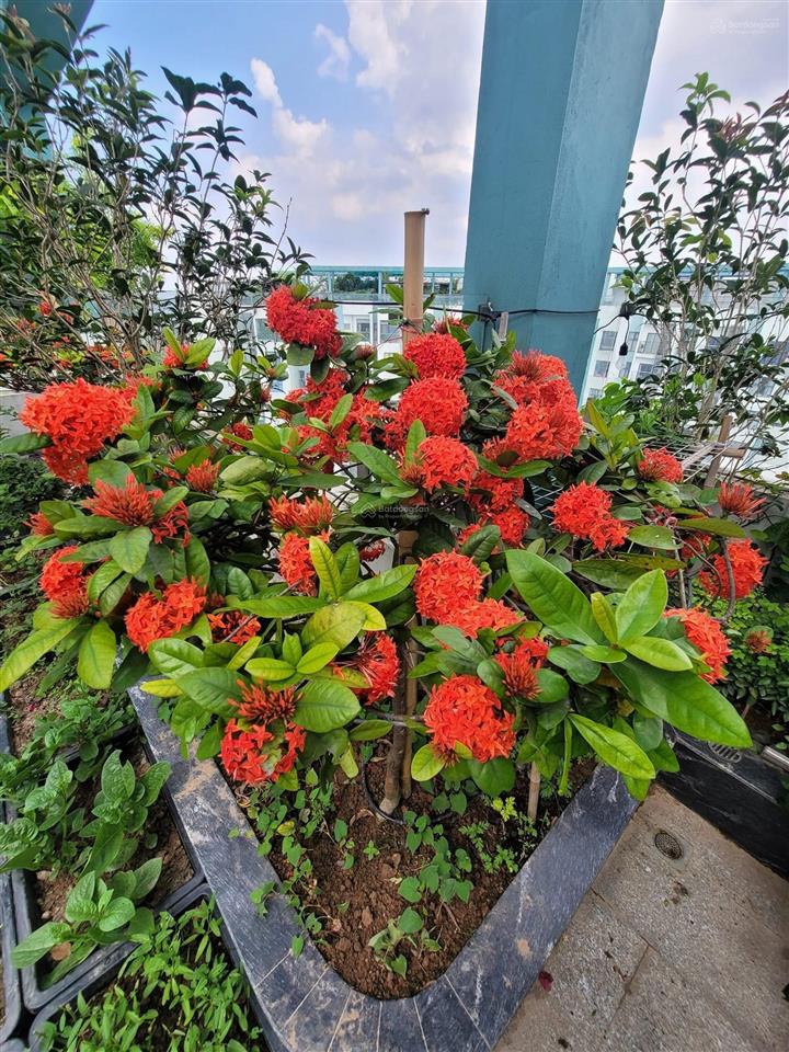 Bán căn penthouse aquabay ecopark hưng yên không gian sống xanh trên mây, sang trọng và hiếm có