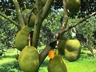 Không tin cũng phải tin  vườn mít thái 1.076m² ở bình dương chỉ cần có 600 triệu!