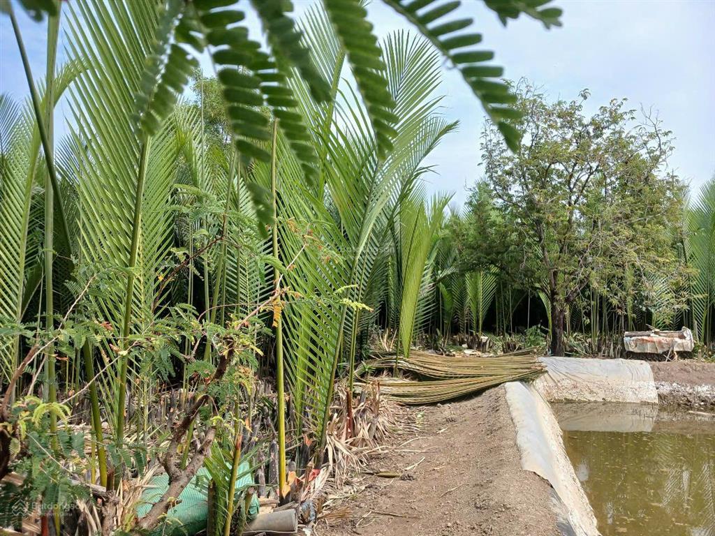 Kẹt bank bán đất xã bình khánh, huyện cần giờ, tphcm