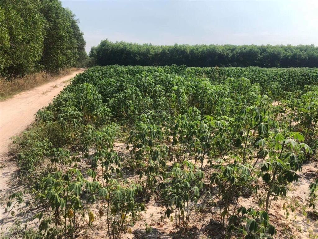 Bán gấp 2.000m2 tại vĩnh thanh, nhơn trạch, đồng nai, giá 1.9 triệu/m2