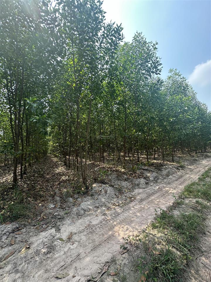 Bán gấp 2.000m2 tại vĩnh thanh, nhơn trạch, đồng nai, giá 1.9 triệu/m2