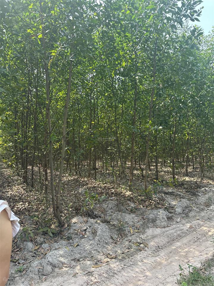 Bán gấp 2.000m2 tại vĩnh thanh, nhơn trạch, đồng nai, giá 1.9 triệu/m2