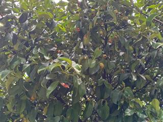 1,221m2 đất trồng cây lâu năm đang thu hoạch, ô tô vào tận vườn