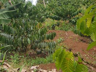 1,3 sào đất cafe đẹp ngay đường lớn