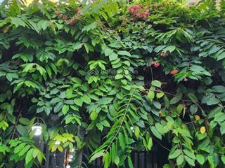 Bán nhà mặt tiền nội bộ p4  q8