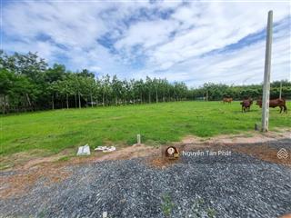 5x35m full thổ, đường thông. sổ sẵn. gần quốc lộ. 395tr