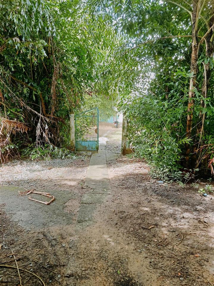 Bán đất tại đường huyện lộ 25c, chợ gạo, tiền giang, 1 triệu / m2, 6283 m2  hàng hiếm uy tín