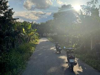 Cần bán 1 sào đất vườn trên đất đang có vườn mít