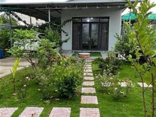 Chủ nợ nần kẹt tiền cần bán 450tr/600mv nhà vườn trồng cây bưởi da xanh ngọt, sầu thái