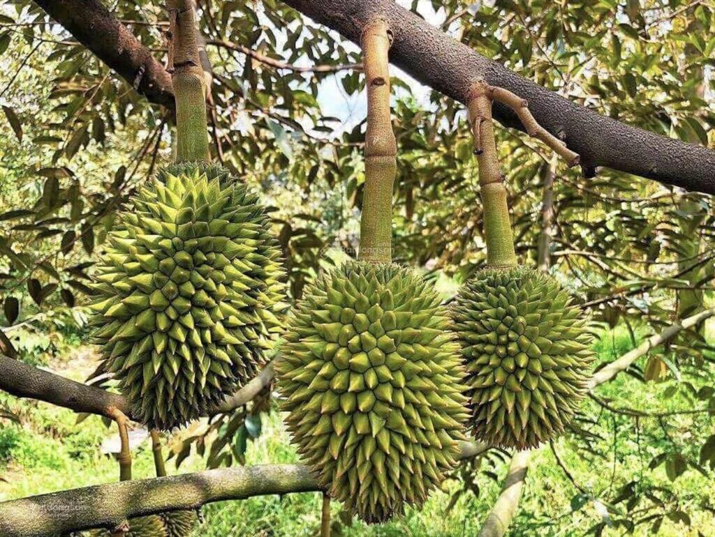 Chủ bán gấp nhà vườn 500m2 có nhà sẵn trên đất giá chỉ 450tr, sát chợ minh hưng, gần tttm vincom