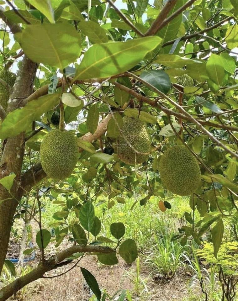 Chủ bán gấp nhà vườn 500m2 có nhà sẵn trên đất giá chỉ 450tr, sát chợ minh hưng, gần tttm vincom