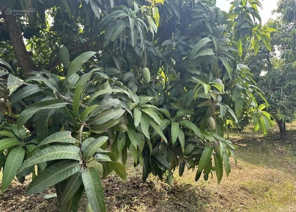 Chủ bán gấp nhà vườn 500m2 có nhà sẵn trên đất giá chỉ 450tr, sát chợ minh hưng, gần tttm vincom