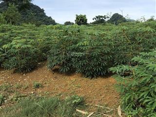 Siêu phẩm đất nghỉ dưỡng kim bôi mặt đường 22m sổ đỏ sẵn