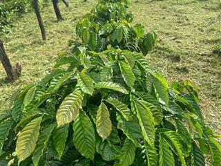 Bán lô đất trồng full cà phê và sầu riêng giá cực rẻ chỉ 135tr/1000m2