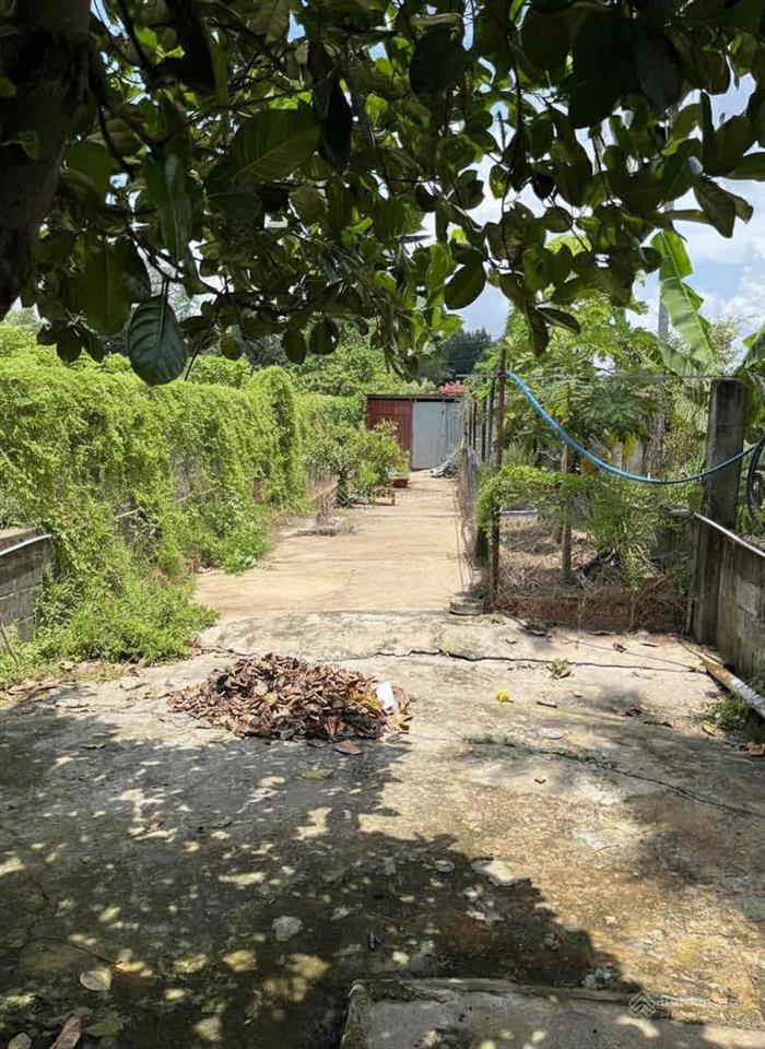 Nhà cấp 4 mặt tiền đường 387, cây sộp 3 tỷ 450