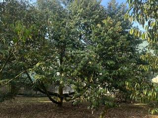 Chủ cần bán 2s (phường bình lộc). đường bê tông rộng 6m cách quốc lộ 1a, chưa đến 1km