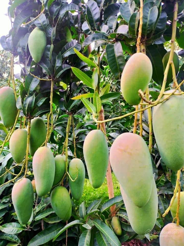 Bán đất phường an lộc 2200m2 chỉ 380 triệu mặt tiền đường 48m sổ hồng riêng có suối bên cạnh