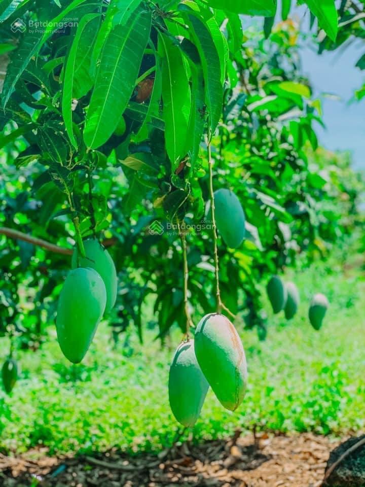 Bán đất phường an lộc 2200m2 chỉ 380 triệu mặt tiền đường 48m sổ hồng riêng có suối bên cạnh