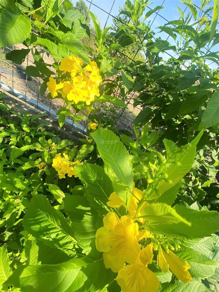 Bán gấp vườn 500m2 đường xe tải gần bv nhi đồng bình chánh