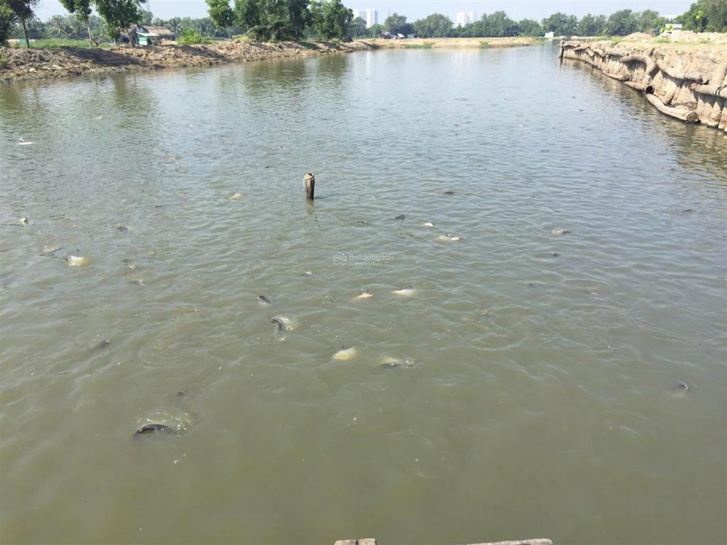 Bán đất bình hưng, bình chánh 5060m2, giá ~ 3tr/m2 quá rẻ