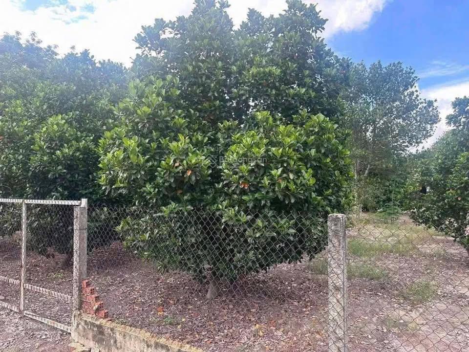 Bán căn nhà vườn ngay chợ trảng bàng, 280m2 sổ hồng riêng, đường oto vivu, giá chỉ 750 triệu