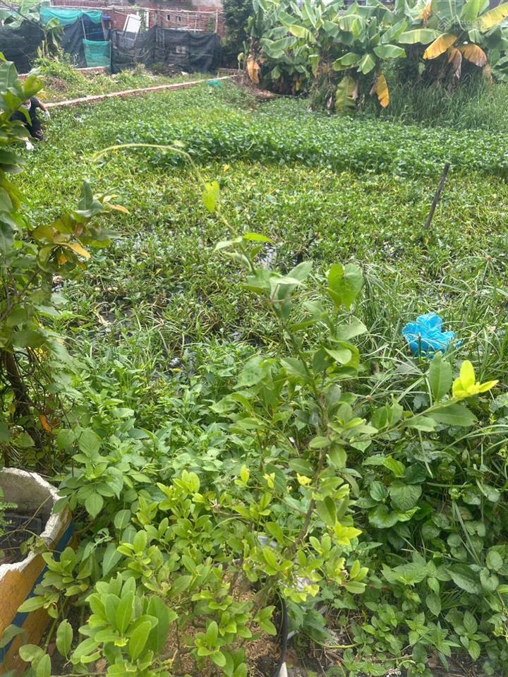 Bán đất thổ cư 100% 340m2 ngang 8m giá chỉ ~25tr/m2  thạnh lộc 37  quận 12