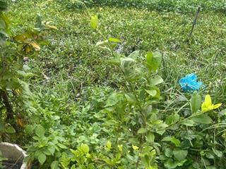 Bán đất thổ cư 100% 340m2 ngang 8m giá chỉ ~25tr/m2  thạnh lộc 37  quận 12