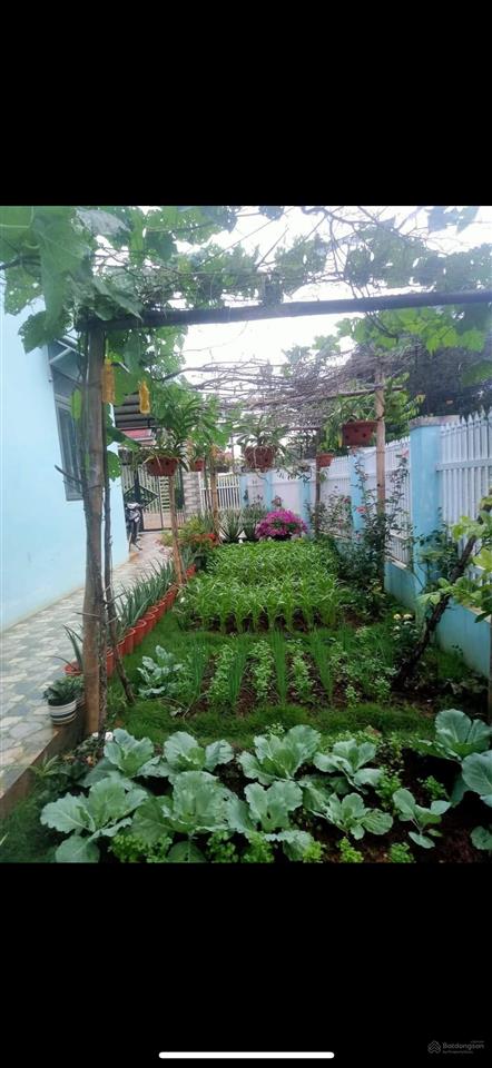 Bán nhà vườn ngay trung tâm quận 7, 11.5x18m, nhỉnh 8tỷ
