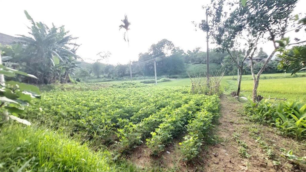 Cơ hội sở hữu nhà vườn sinh thái, đầy đủ tiện nghi ở đại phú, sơn dương, tuyên quang