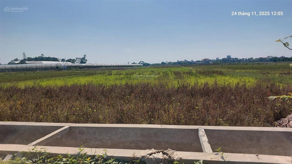 Đất ruộng 1500m2, mt 40m, 310 tr/ sào