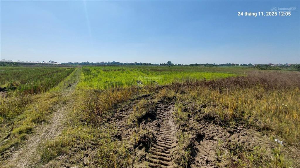 Đất ruộng 1500m2, mt 40m, 310 tr/ sào