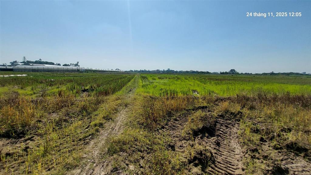 Đất ruộng 1500m2, mt 40m, 310 tr/ sào