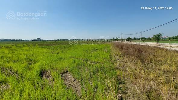 Đất ruộng 1500m2, mt 40m, 310 tr/ sào