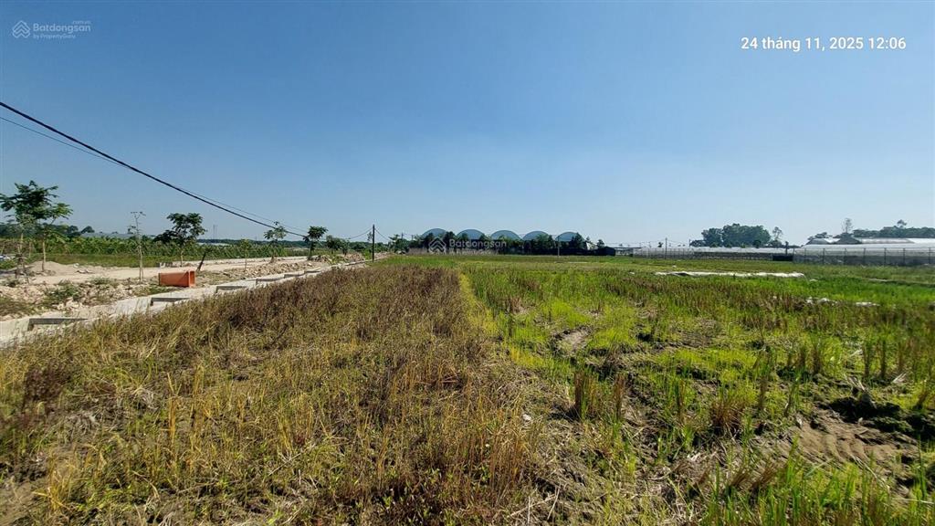 Đất ruộng 1500m2, mt 40m, 310 tr/ sào