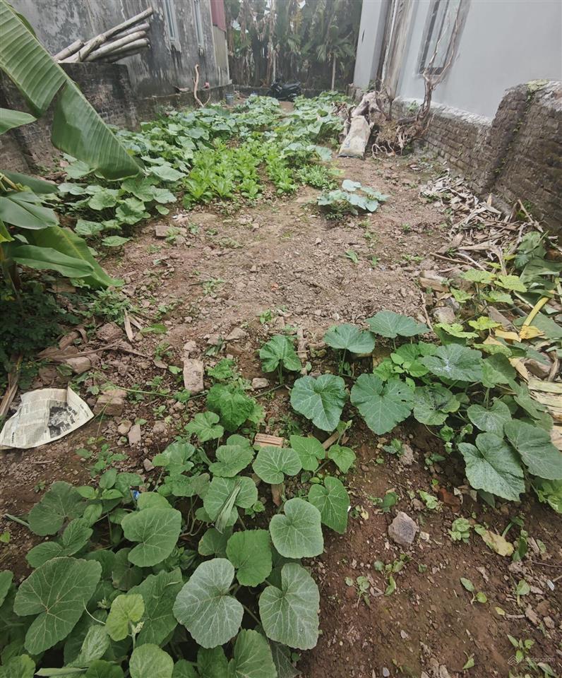 Bán gấp đất vạn phúc, thanh trì 115m2, ô tô 7 chỗ vào đất, giá đầu tư, chỉ 5,8 tỷ ( có thương lượng