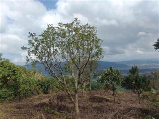 Đất biệt thự trên đồi cao, dt 370m2 full thổ cư, view thông đẹp, đường nhựa ô tô. giá 2.8 tỷ