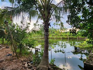 Bán trang trại nghỉ dưỡng 3.753m2 cách ql 32 chỉ 3km, chợ gạch phúc thọ hn cũ