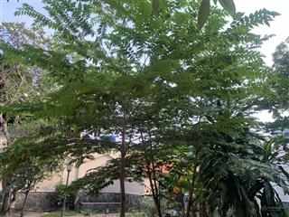 Biệt thự độc lập phường vip bình thọ thủ đức 716m2 ngang 24m, thửa đẹp vuông, sđcc chỉ 74 tỷ